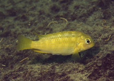 Tropheops sp. 'red cheek' Tsano Rock